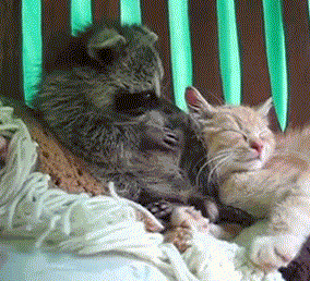 котэ-енот-милота638887.gif