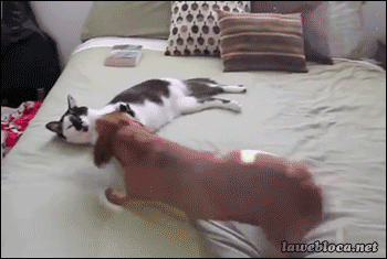 https__vk_com_gif_fak.gif