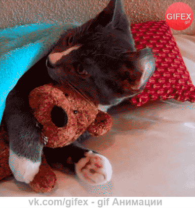 sleeepcat.gif