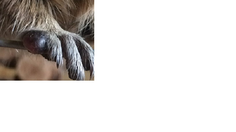 лапка дегу.png